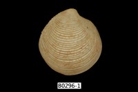 藏品(帆鏡蛤)的圖片